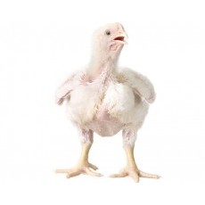 

Ayam karkas broiler fresh size 1000 gr - 1100 gr ayam potong utuh