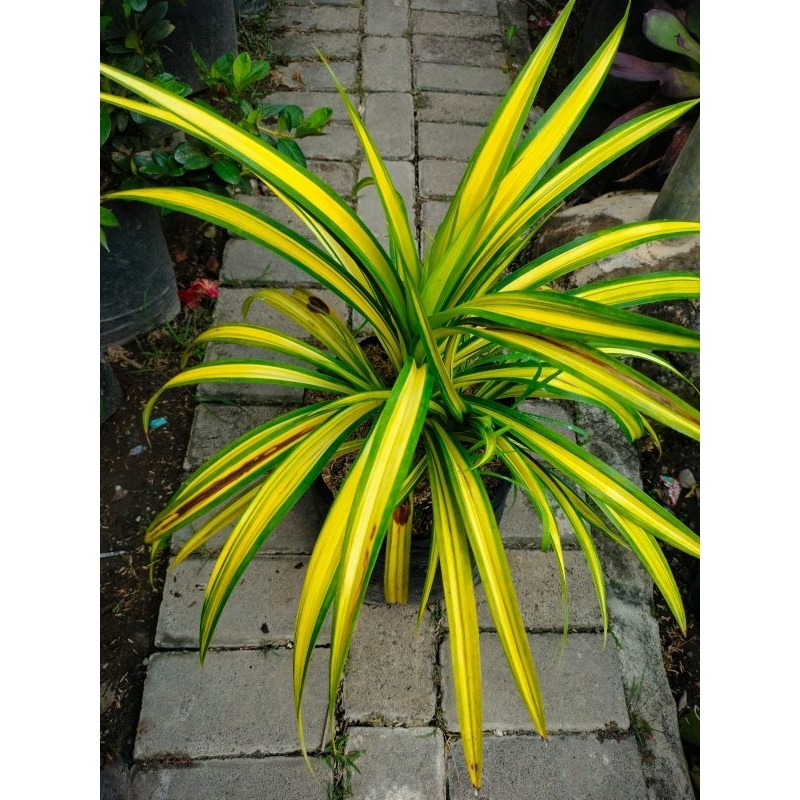 tanaman hias pandan varigata