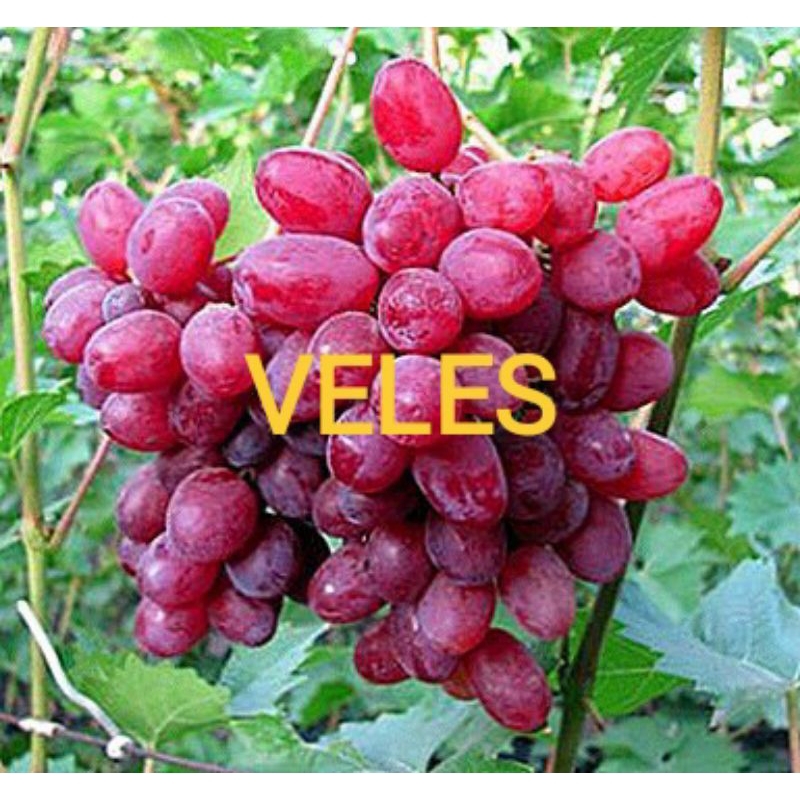 

Anggur veles