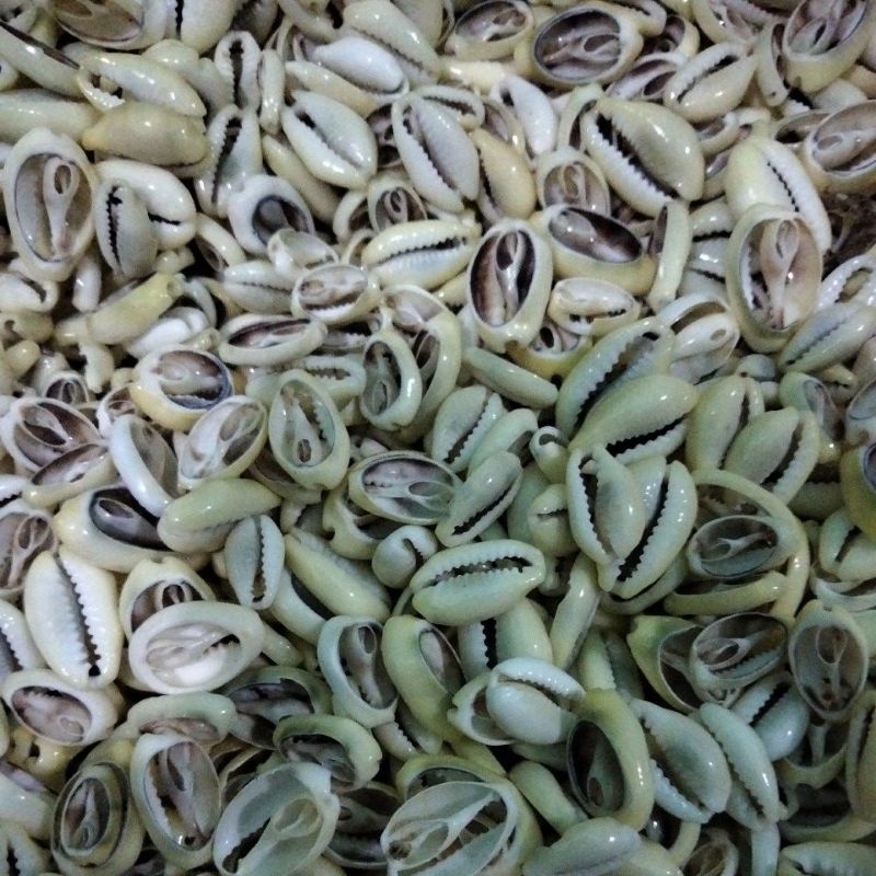 Cangkang kerang buli kopi kuning kupas size kecil 1 kg