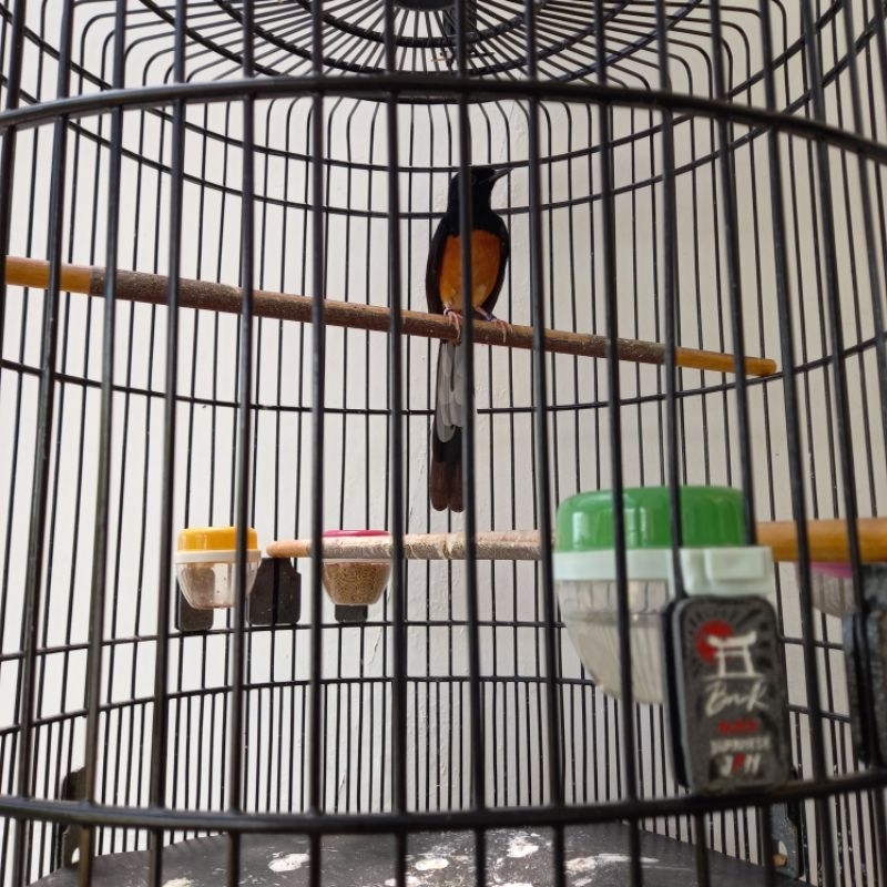 Murai Batu Medan Jantan double ring (apbn & bnr) + Sangkar BnR no.2