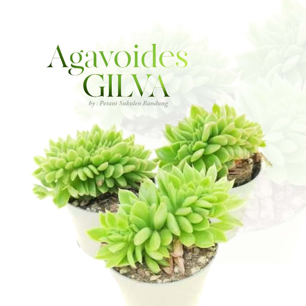 Kaktus Sukulen Agavoides GILVA echeveria sekulen cactus mini tanaman hidup asli bukan artificial