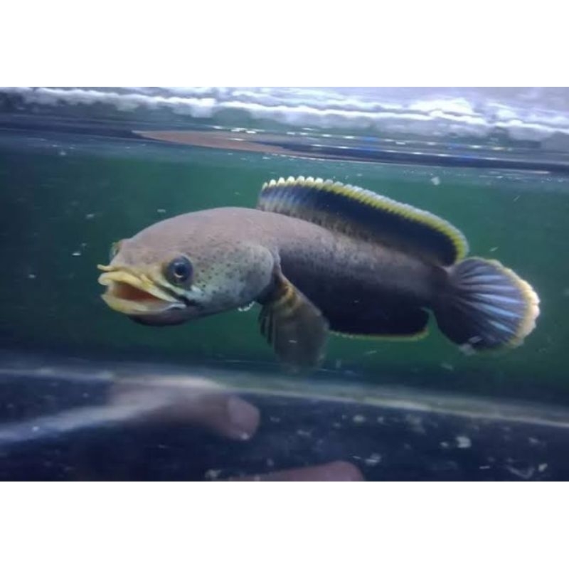 sticker chana limbata lawu size 3,4cm isi 10