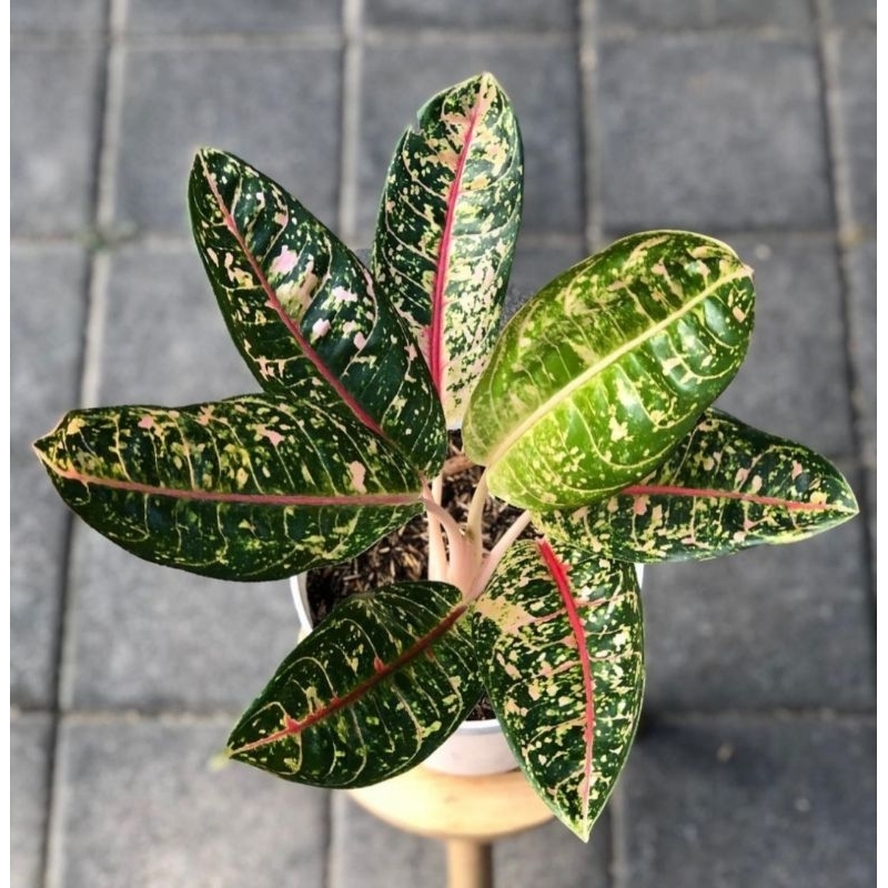Aglonema Dona Carmen Merah Mutasi Tanaman Hias Aglonema Aglaonema Dona Carmen Merah Mutasi Merah Mur