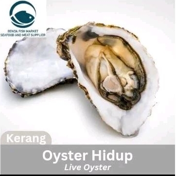 oyster hidup live kerang fresh