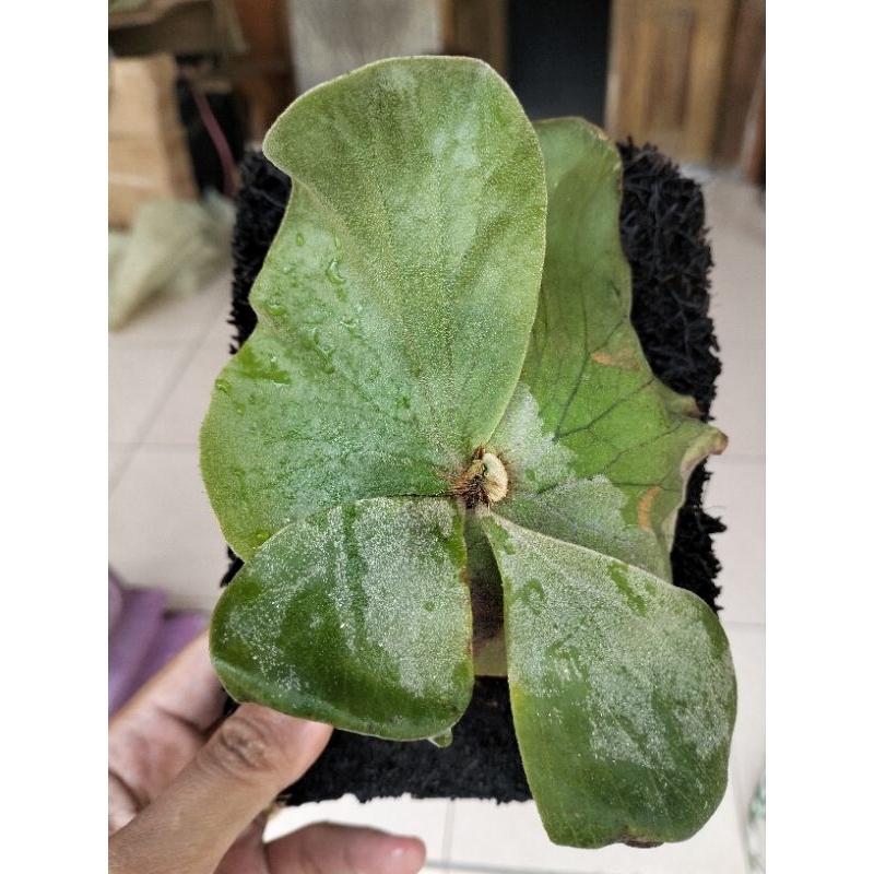 platycerium angolense