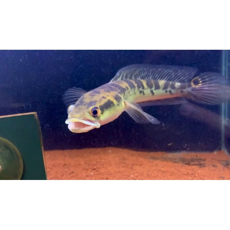 channa maru yellow sentarum (ys) bahan kontes/bahan progres 14-16cm grade A