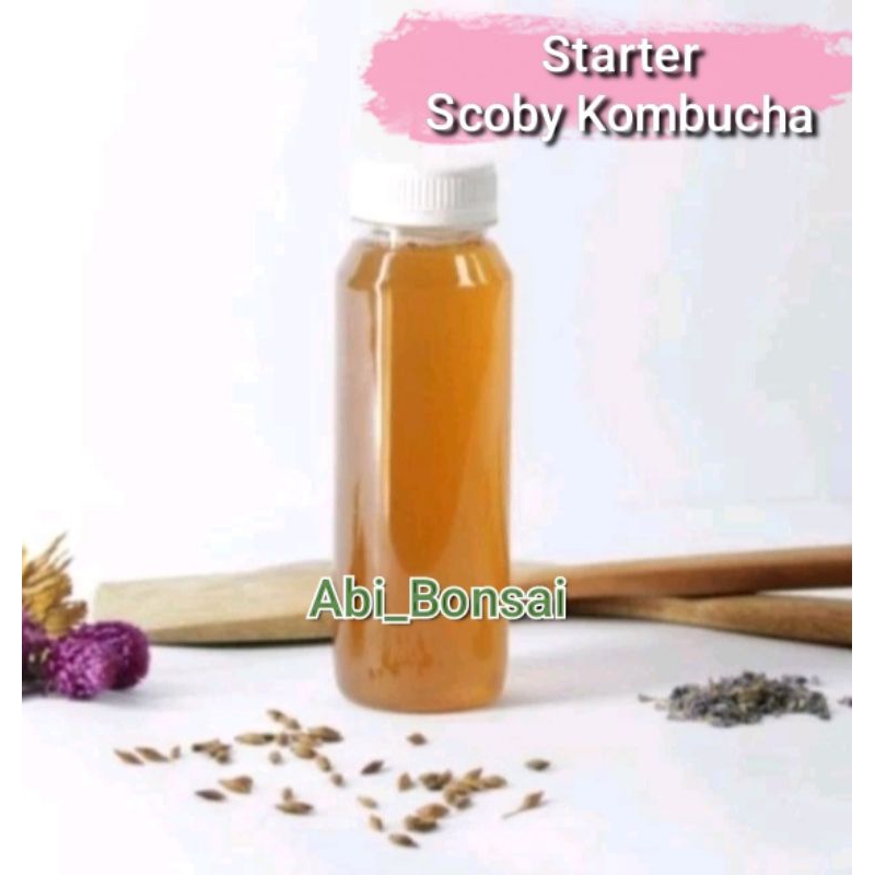 

Scoby Kombucha Air Starter Ber Kualitas