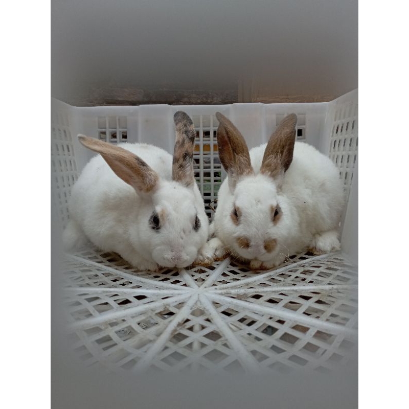 Kelinci Rex anakan 2bln
