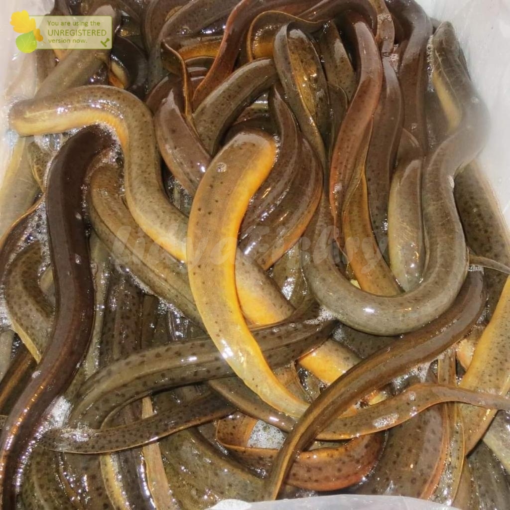 

Belut Hidup Belut Sawah Segar Ikan Belut 1Kg