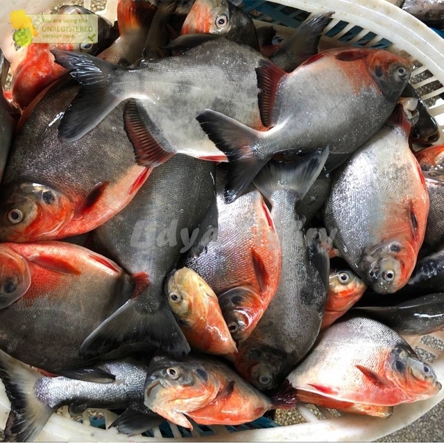 

Ikan Bawal Segar Ikan Bawal Air Tawar 1Kg