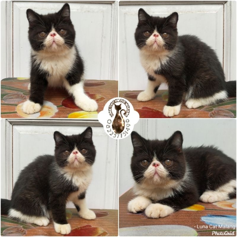 kucing exotic peaknose murah