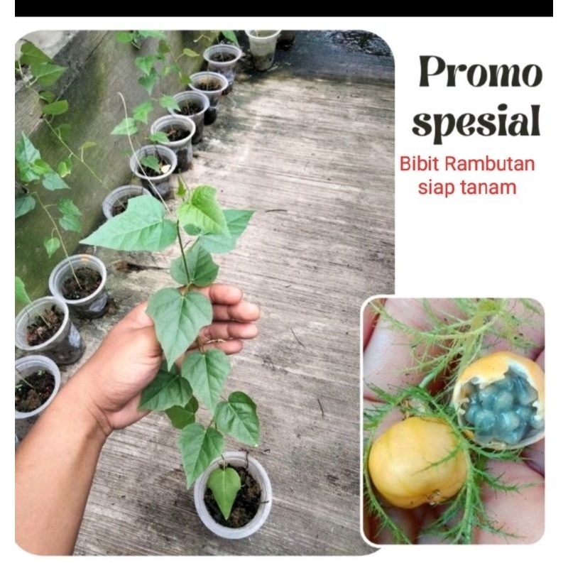 BIBIT TANAMAN ROMBUSA ATAU MARKISA HUTAN