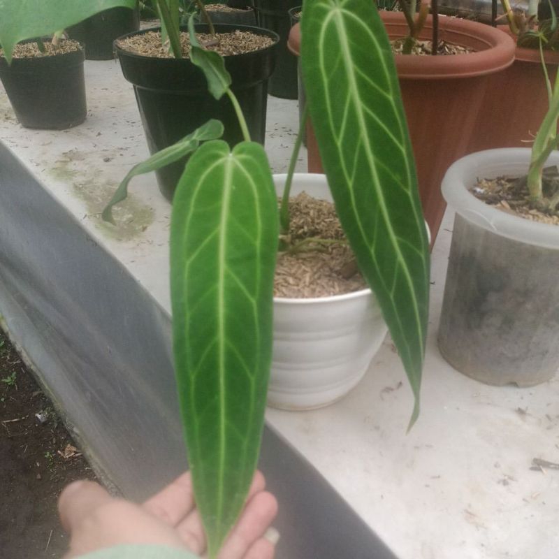 anthurium warocqueanum