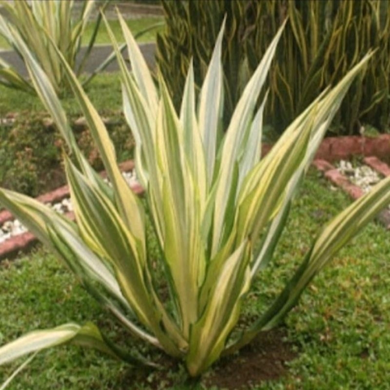 Tanaman Hias Agave Putih / Agave Gigantea
