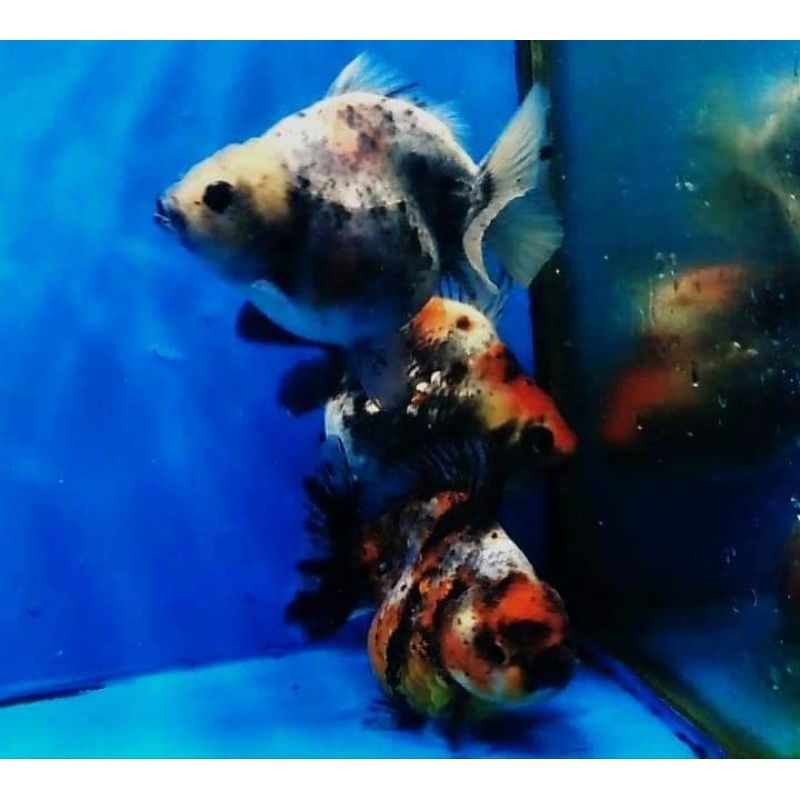 Ikan Mas Koki Oranda Short Tail