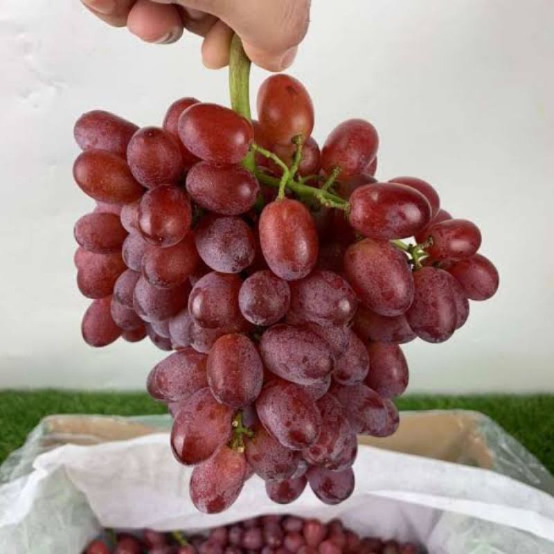 

Anggur Crimson 500 gram