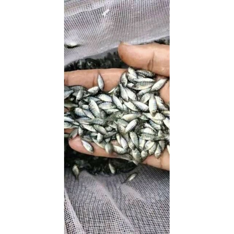bibit ikan mujair
