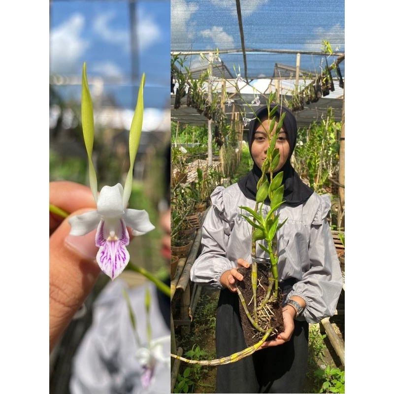 Anggrek Dendrobium Antenatum Kondisi plant sehat