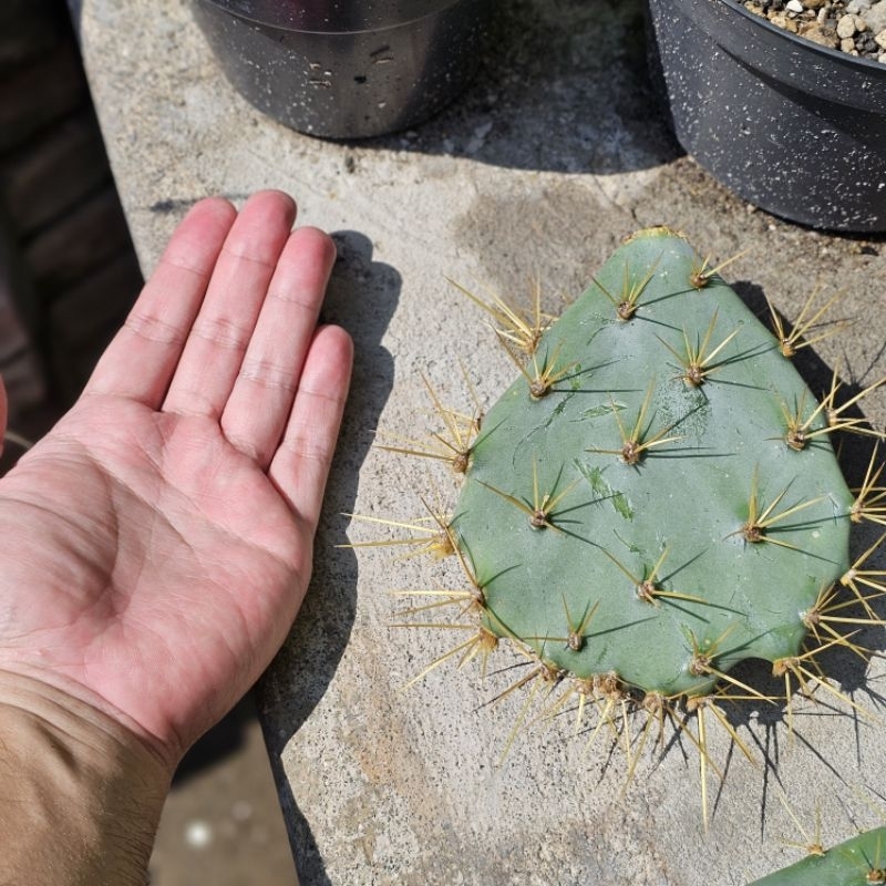 kaktus opuntia centong BERDURI kuning dan tajam