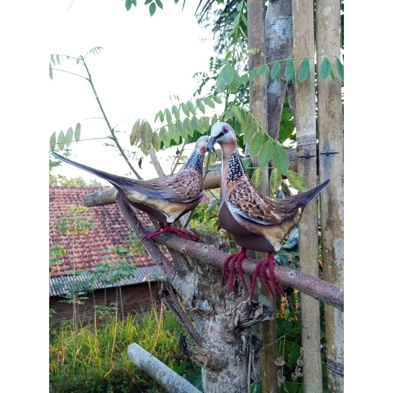 JONTROT/PATUNG burung TEKUKUR, DEKUKU,alat pikat racik