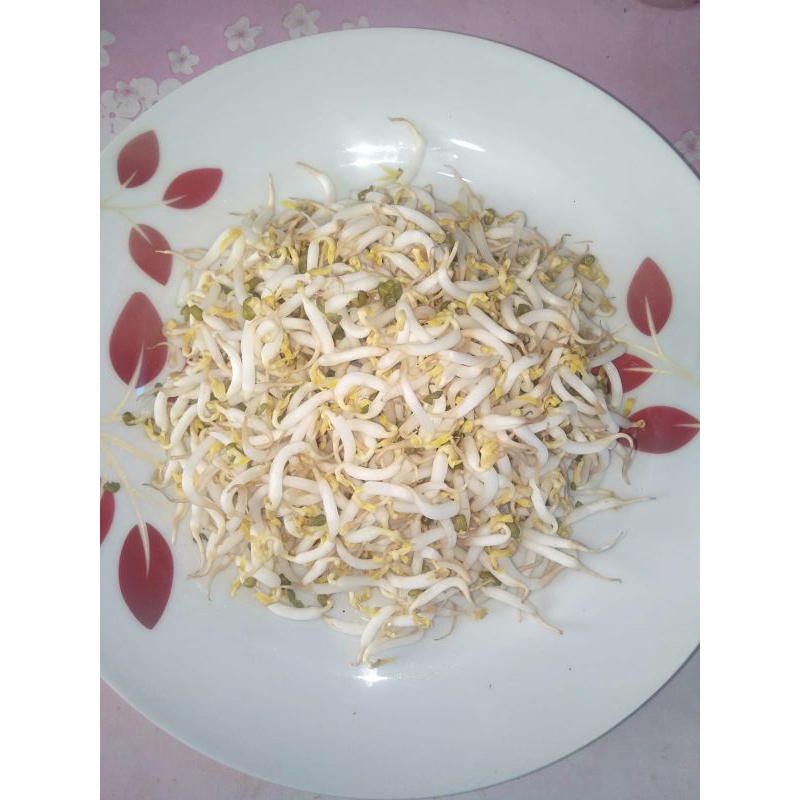 

Toge / tauge segar 1kg