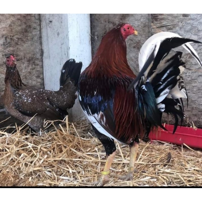 

telur ayam ak 47 paket 4 butir