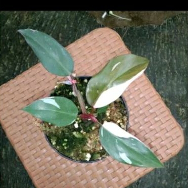 Philodendron Pink Princes
