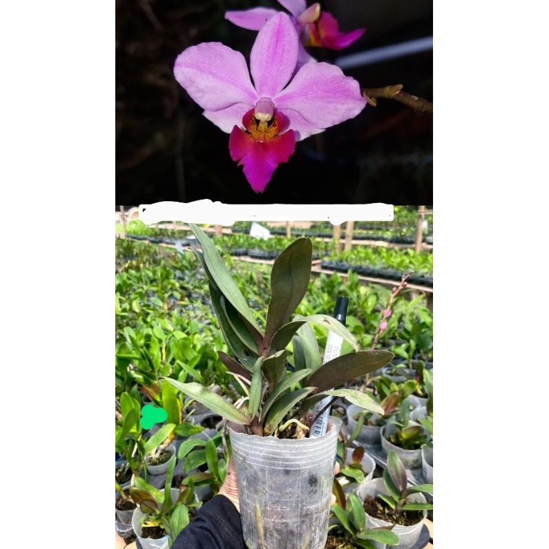 Anggrek Doritis Jawa Plant Rimbun kondisi kenop