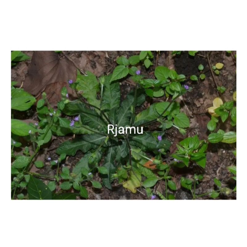 

Herbal Tapak Liman Segar