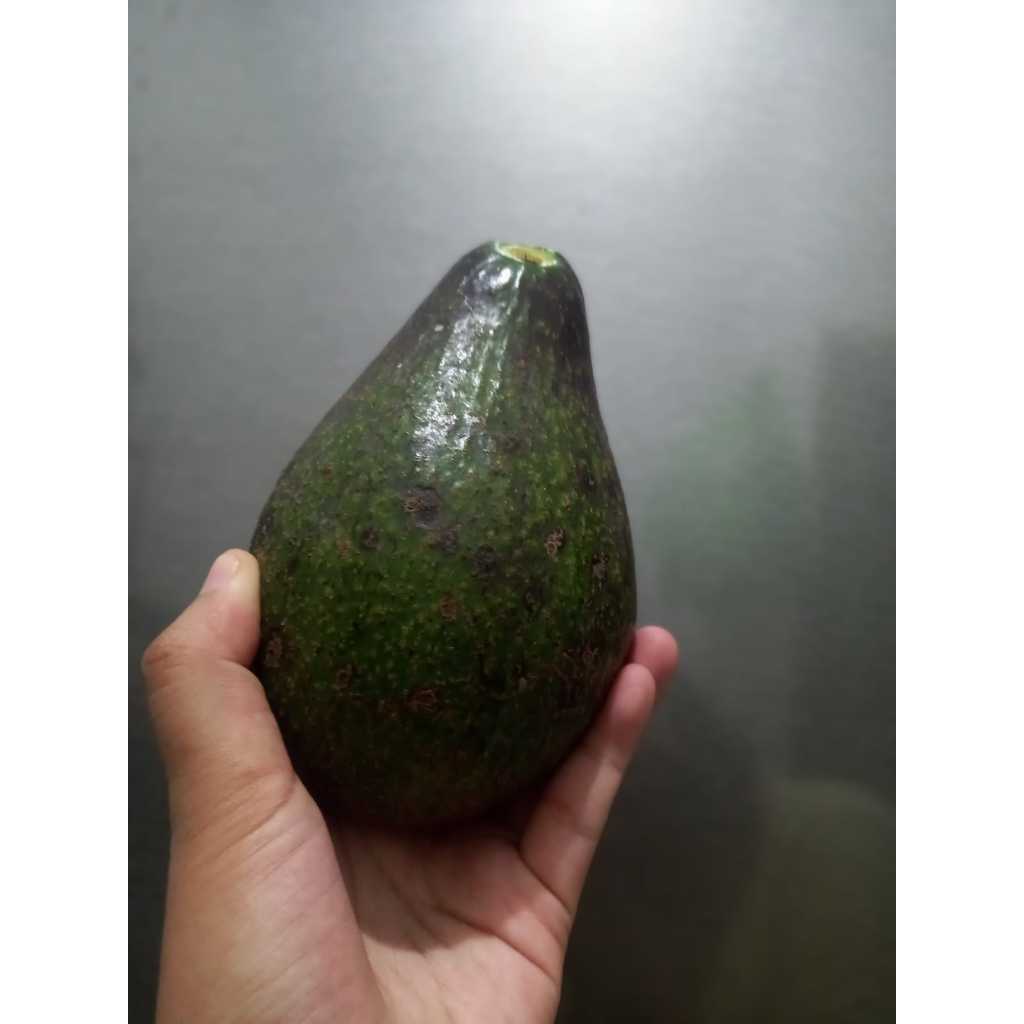 

alpukat mentega fresh