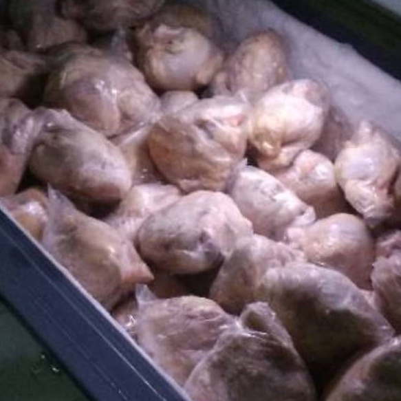 

Terupdate Ayam Broiler karkas frozen segar 500 gr s/d 1000 gr ☊✵