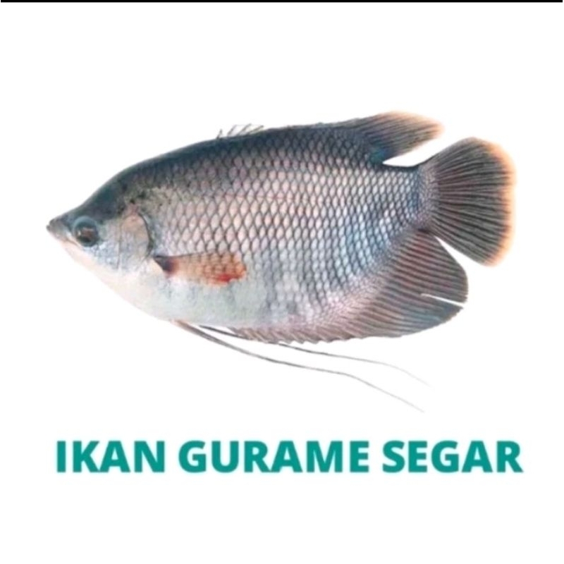 

GURAMI