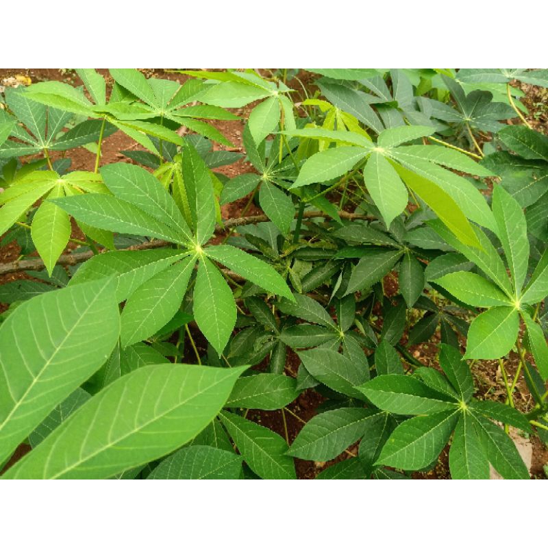 

daun singkong segar di petik dadakan 100gram