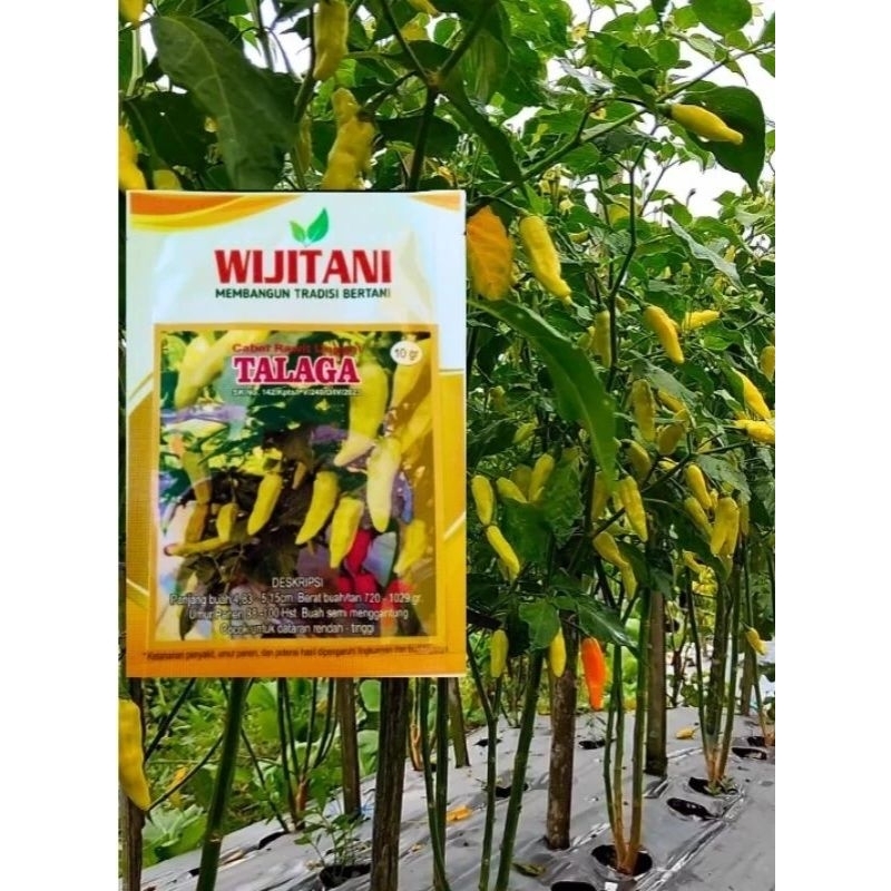 BIJI | BENIH CABAI | CABE RAWIT MERAH | CABAI RAWIT PUTIH | RM | CRM UNGGUL TALAGA 10 gram by WIJITA