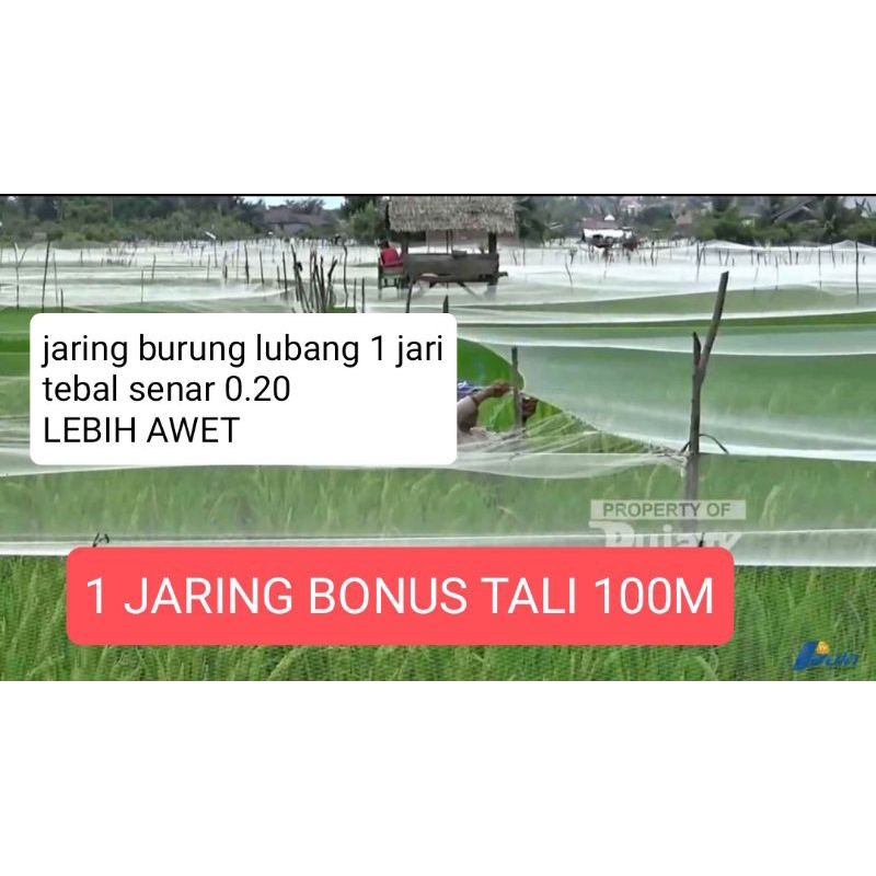 Jaring burung sawah lubang 1 jari tebal senar 0.20 bonus tali 100m jaring burung emprit jaring burun