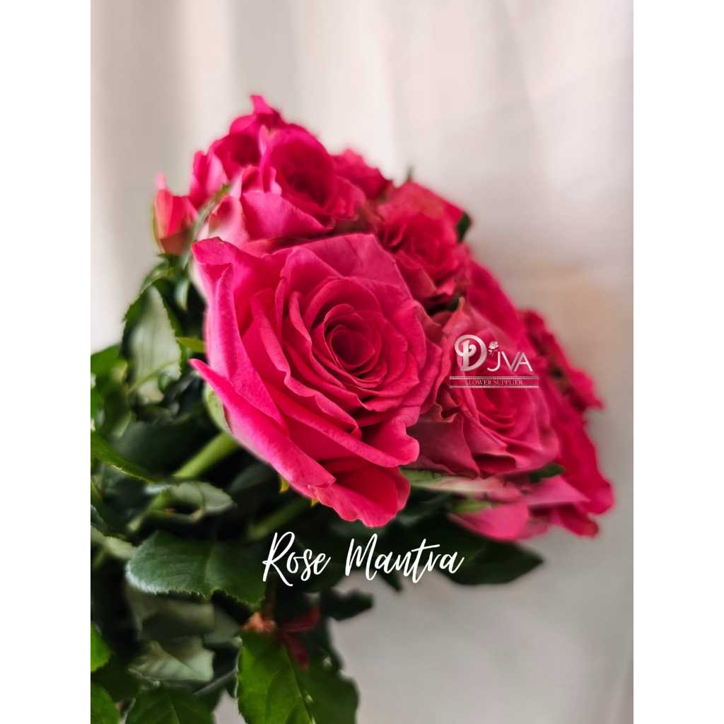 Bunga Potong /Bunga Segar Rose Mantra  Dekorasi Bunga Hias