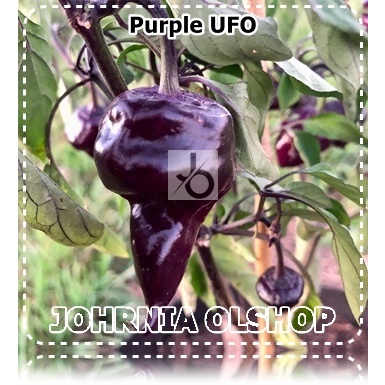 Johrnia 5 Benih Biji PEPPER Purple UFO