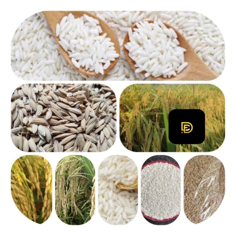 Benih padi ketan putih bibit ketan putih 1 kg-az