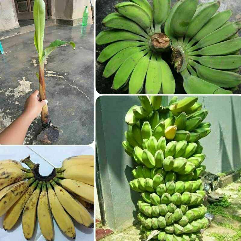 Bibit Pohon Pisang Kepok / Bibit Pisang Keripik / Bibit Pisang Gajih