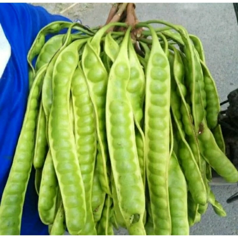 

Pete kampung segar fress