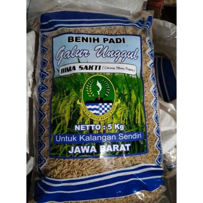 PADI BIMA SAKTI ORIGINAL (CIHERANG MALAI PANJANG)PENERUS CIPUTRI.