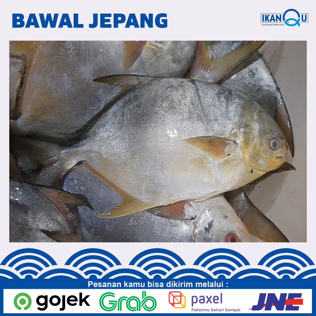 

FRESH Ikan bawal bintang segar / Ikan Bawal jepang fresh 1Ekor | Bawal jepang fresh 1Ekor 500-600gram / Ikan marukoban