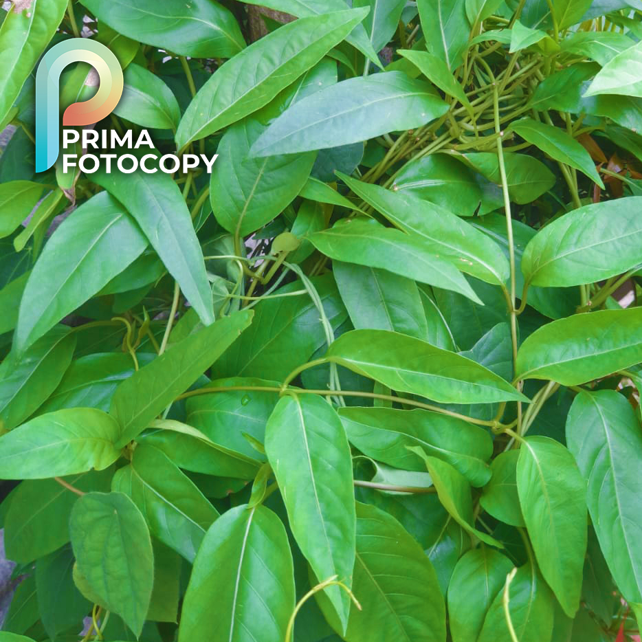 

Daun Kentut Segar Untuk Kue Tradisional Khas Kalimantan Obat Herbal Sembukan Kwalitas Super
