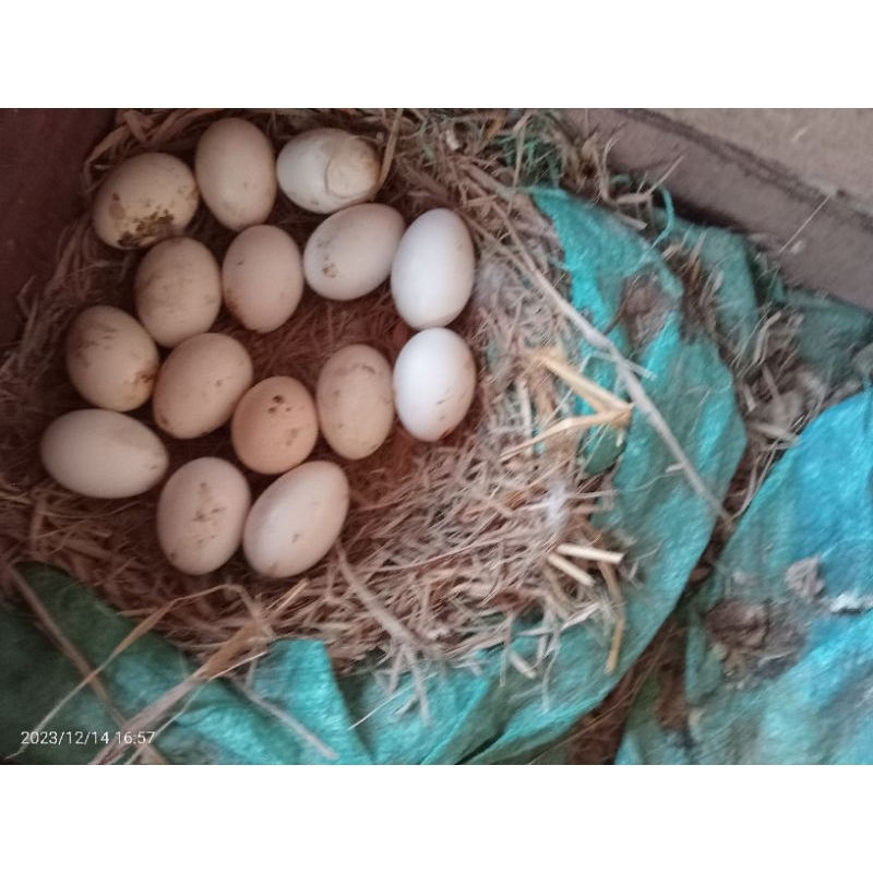 

Telur Ayam Batik Kanada