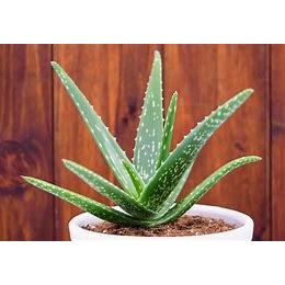 Bibit Lidah Buaya Barbadensis Aloe
