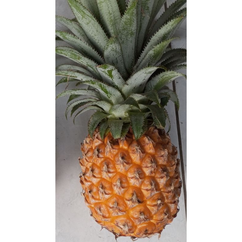 

Nanas Madu Belik Pemalang Ukuran SUPER