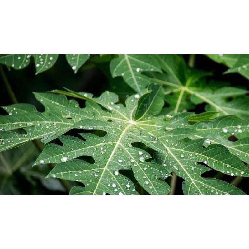 

Daun Pepaya Segar,Netto 200gr