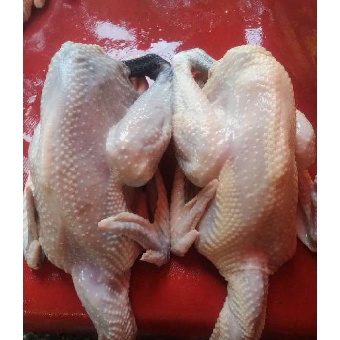 

MLSX1208 Terbaru 3.3 Ayam Kampung Fresh 1100 gr ( Berat Hidup )