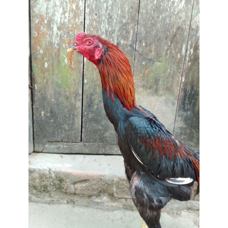 telur ayam Bangkok super